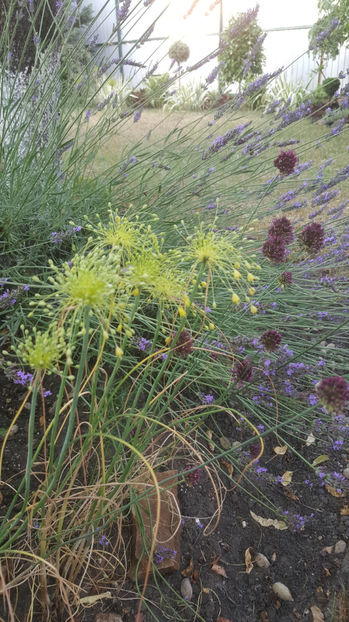 allium flavum-allium sphaerocephalon - Gradina si terasa PrimaLuce_9-Hello 2022