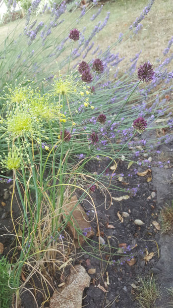 allium flavum-allium sphaerocephalon - Gradina si terasa PrimaLuce_9-Hello 2022