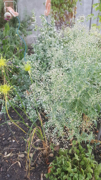 gypsophila paniculata(floarea miresei) - Gradina si terasa PrimaLuce_9-Hello 2022