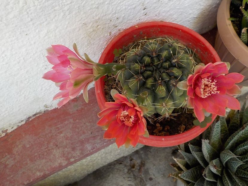  - gymnocalicium horstii