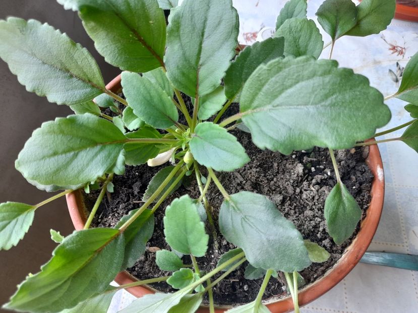  - 111 Bucurii pentru suflet 2022