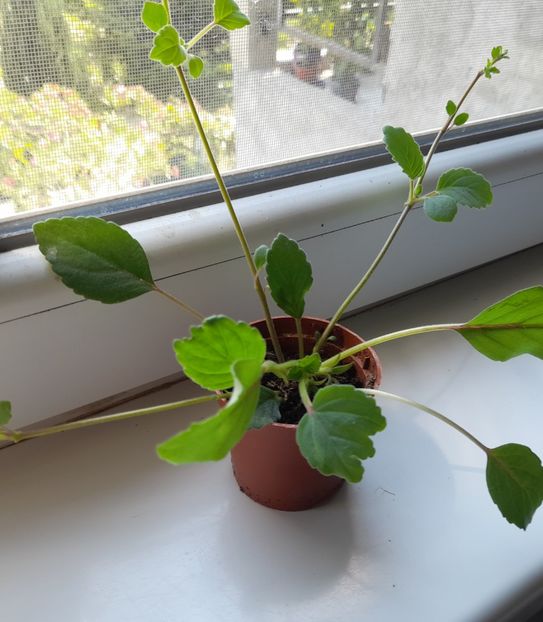 Un puisor  care va pleca spre o inima gingasa ! - 111 Bucurii pentru suflet 2022