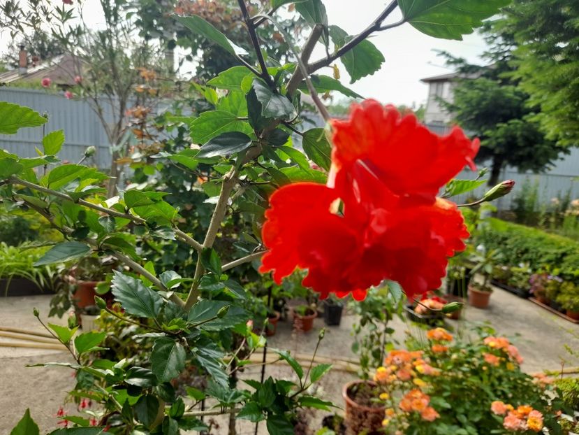  - 111 Bucurii pentru suflet 2022