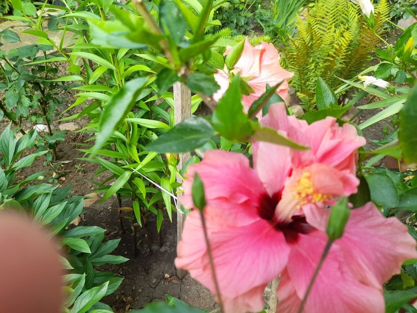  - 111 Bucurii pentru suflet 2022