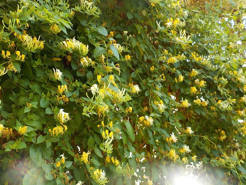  - lonicera