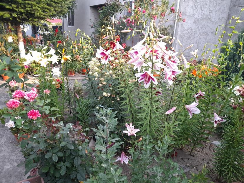  - 01 De prin curte si gradina