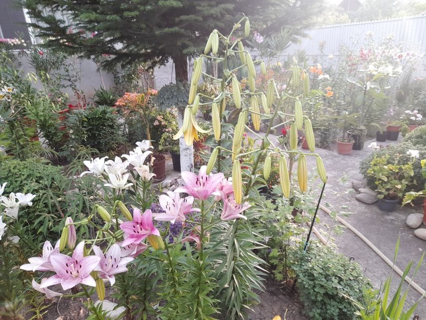  - 01 De prin curte si gradina