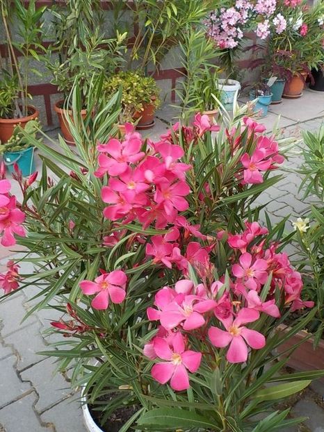  - papa gambeta nr 17