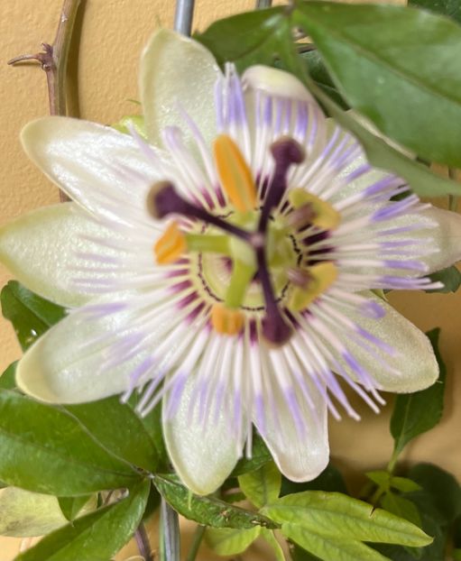 9D7FE57E-EAE0-46E9-9151-3BB078108C17 - Flori 2022 2023