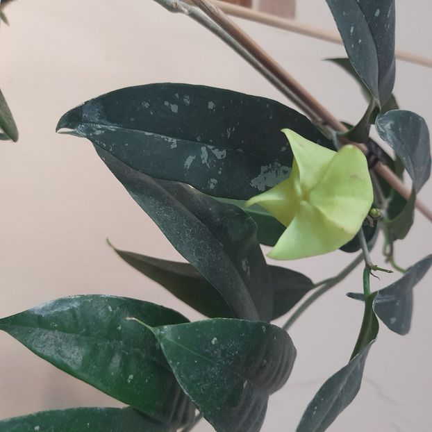 03.07.2022 - HOYA 2022-2