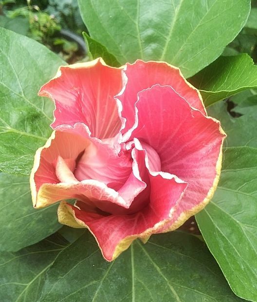  - Hibiscus Sea Grape