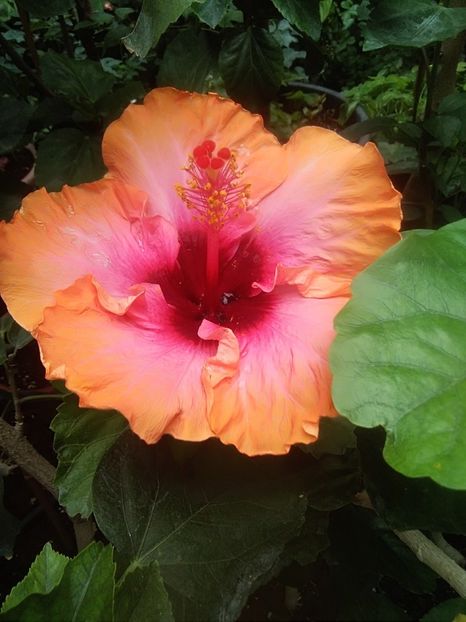  - Hibiscus Erin Rachel