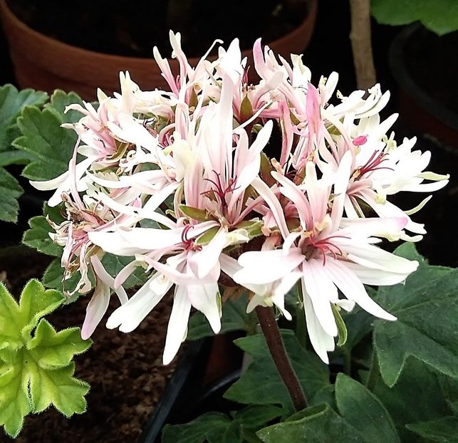 New Bridge - Muscate 2022