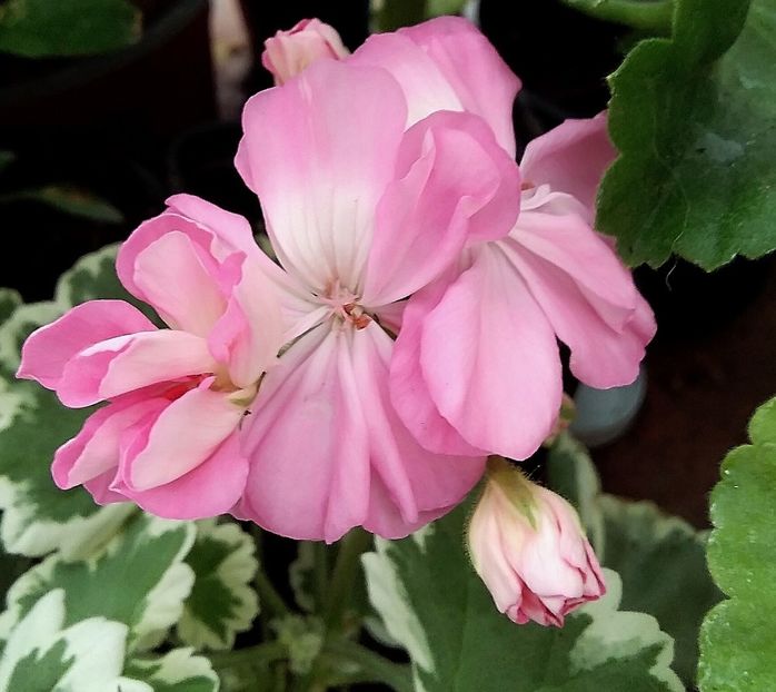 Chelsea Gem - Muscate 2022