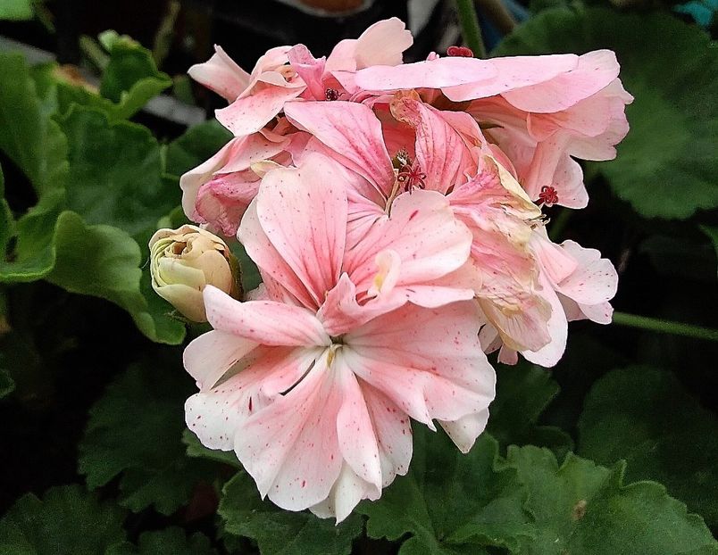 Petrei Miky - Muscate 2022