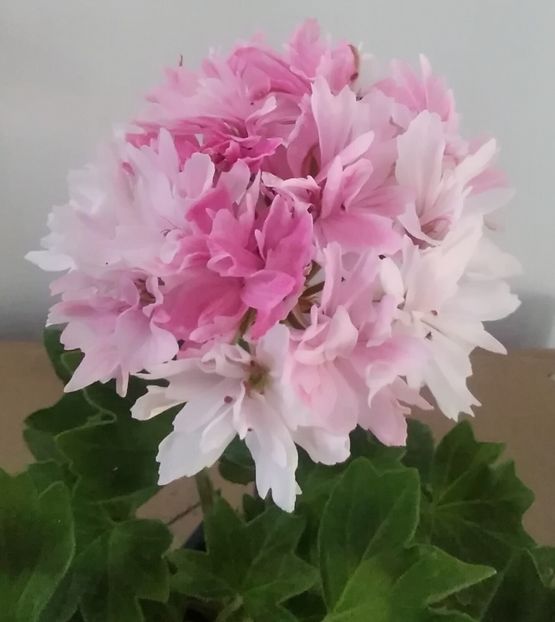 Vectis Finery - Muscate 2022