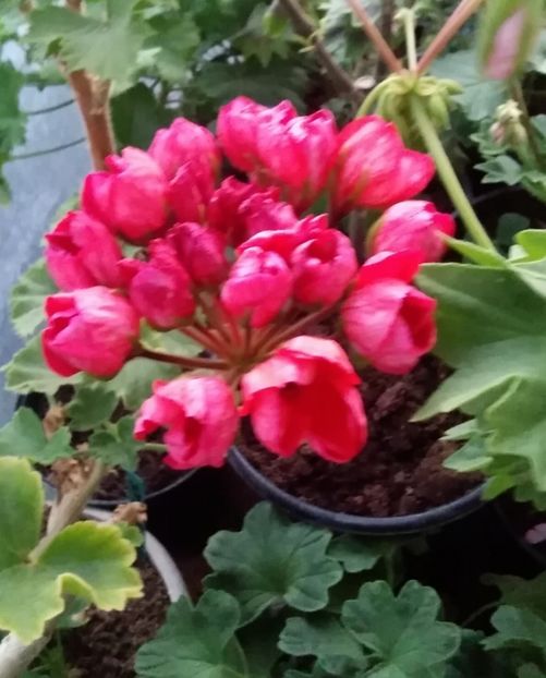 Viktoria Andrea - Muscate 2022