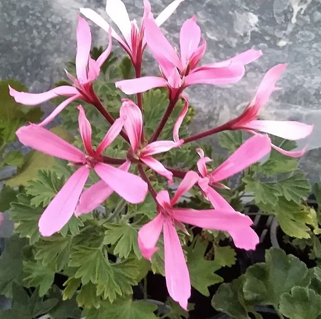 Monarch - Muscate 2022