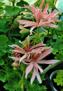 Bird Dancer - Muscate 2022