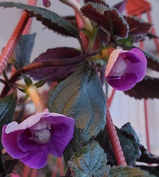  - BRID-S CARLOTTE TERESA