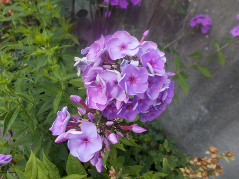  - FLORI DE PRIMAVARA-2021-2022