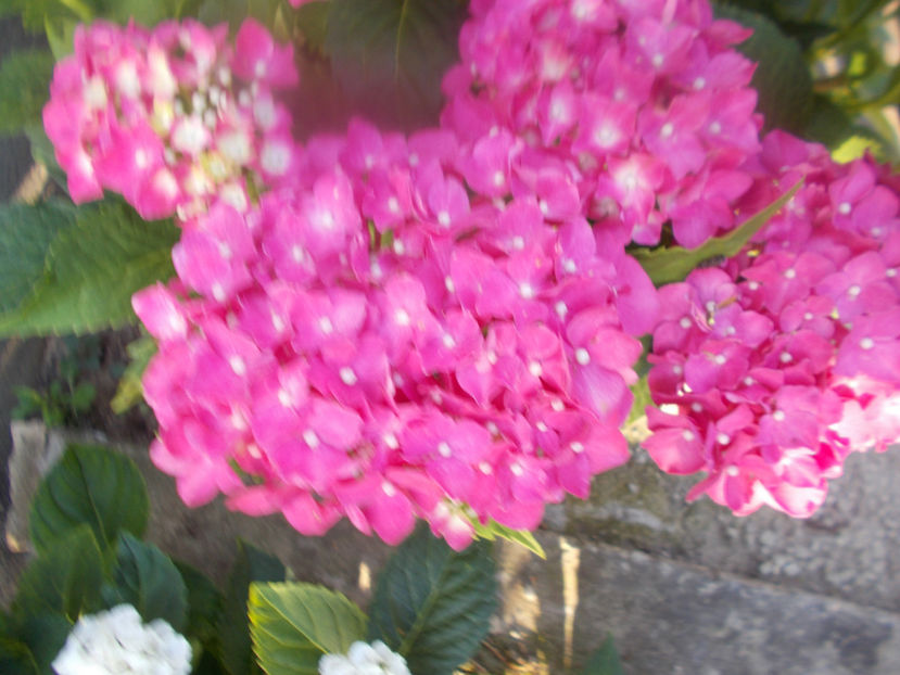  - FLORI DE PRIMAVARA-2021-2022