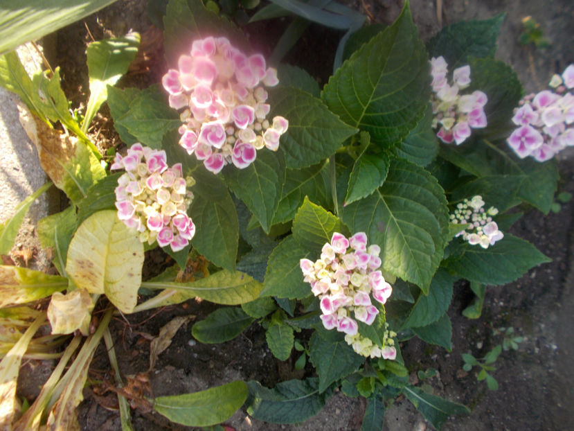  - FLORI DE PRIMAVARA-2021-2022