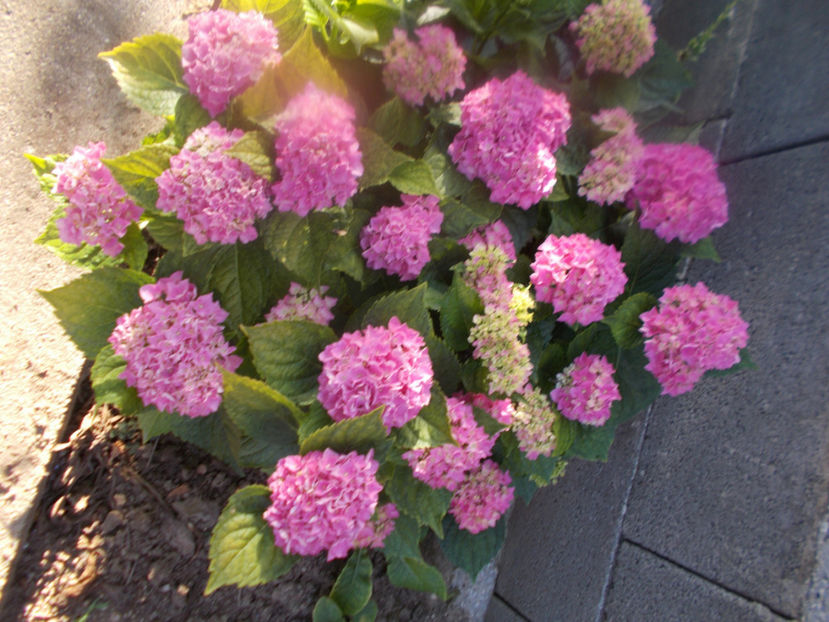  - FLORI DE PRIMAVARA-2021-2022