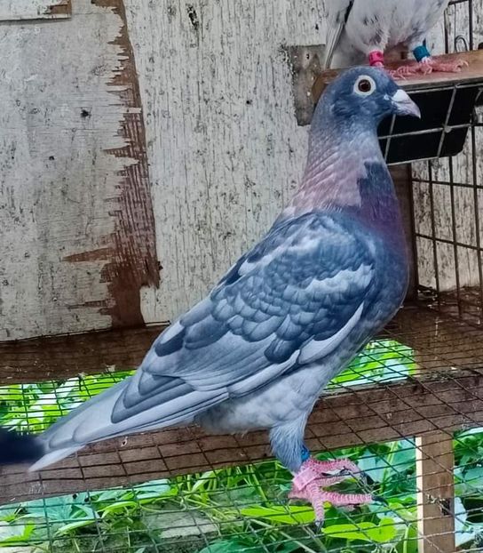  - Nu îmi aparțin 4