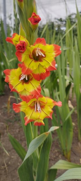  - Gladiole 2022