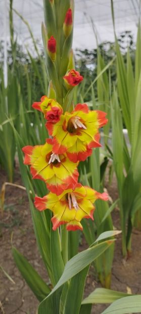  - Gladiole 2022