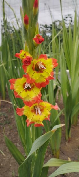  - Gladiole 2022