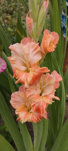  - Gladiole 2022