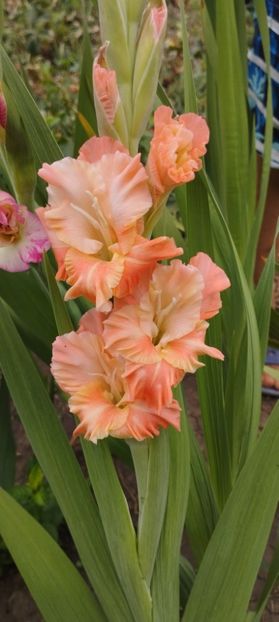  - Gladiole 2022