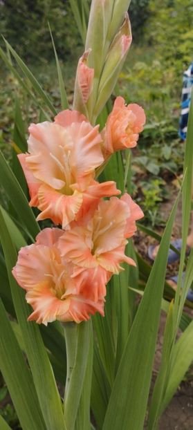  - Gladiole 2022