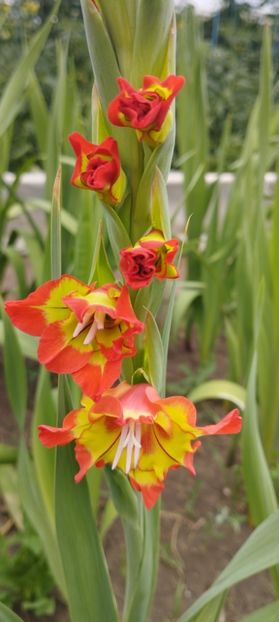  - Gladiole 2022