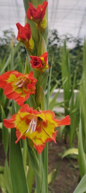  - Gladiole 2022