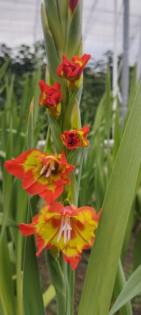  - Gladiole 2022