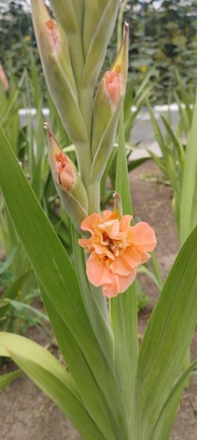  - Gladiole 2022