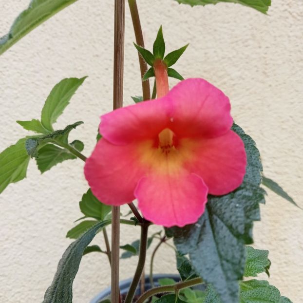 Sweet and Sour - 0 - 2022