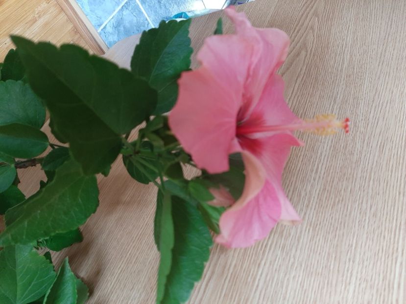  - Florile mele în iulie 2022