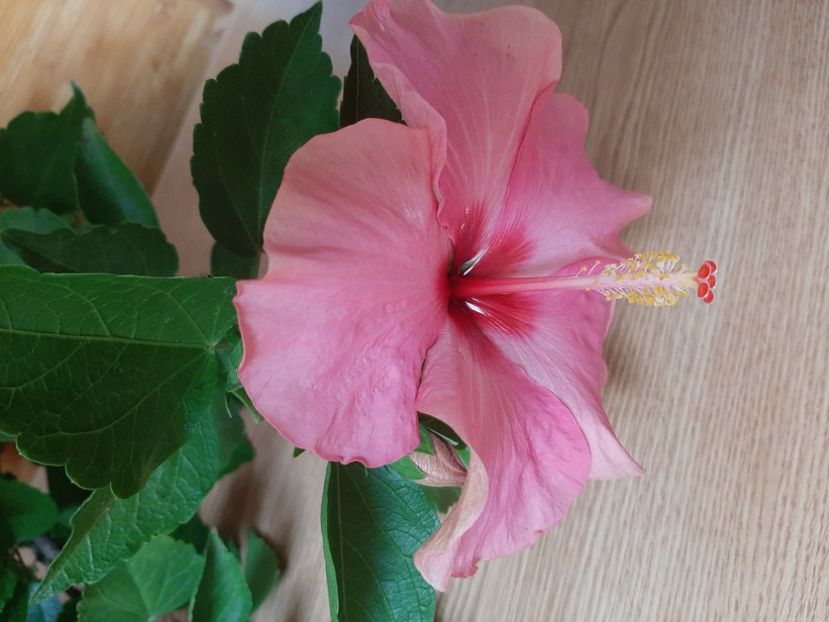  - Florile mele în iulie 2022