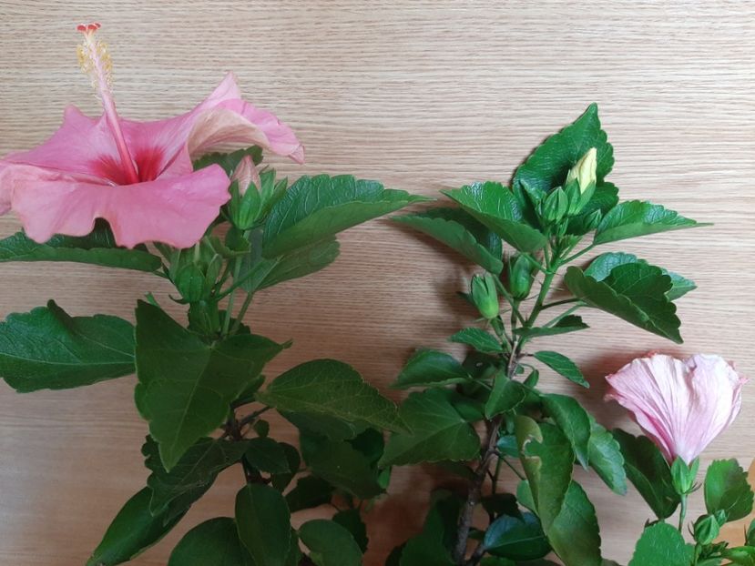  - Florile mele în iulie 2022