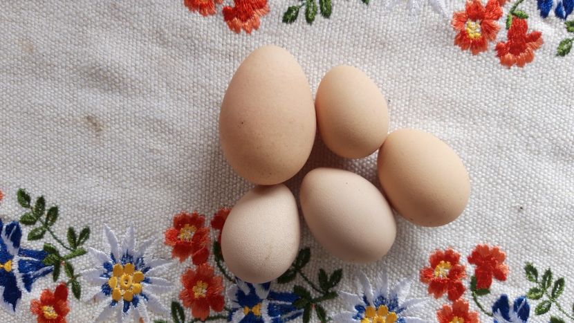 diferenta la marime oua de bibilica (nu au acces gainile in tarcul lor ) - Bibilicile mele