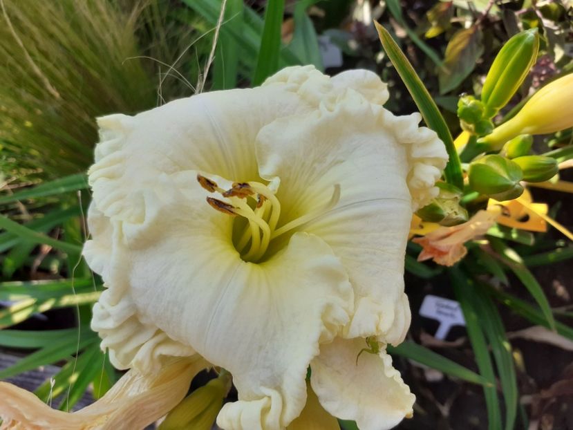  - Alpine Ruffles