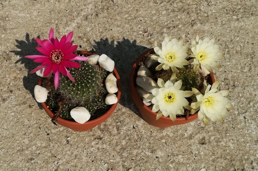  - Lobivia hb MP 16-02 alb