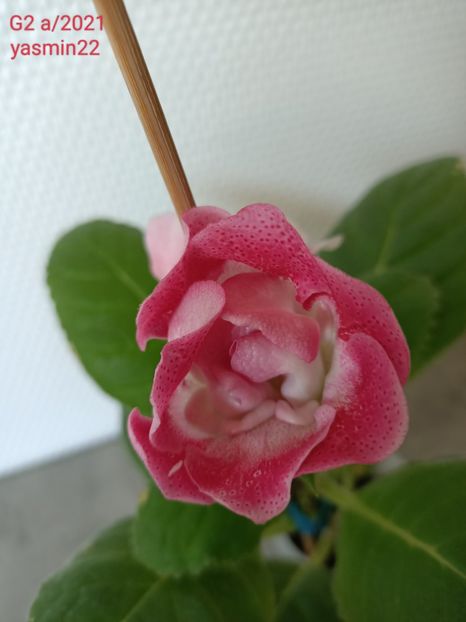 4.07.2022 - Gloxinia x din 2021 G2