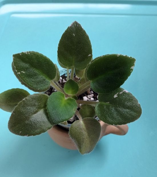  - Violete din semințe 1