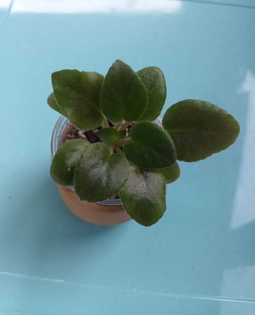  - Violete din semințe 7