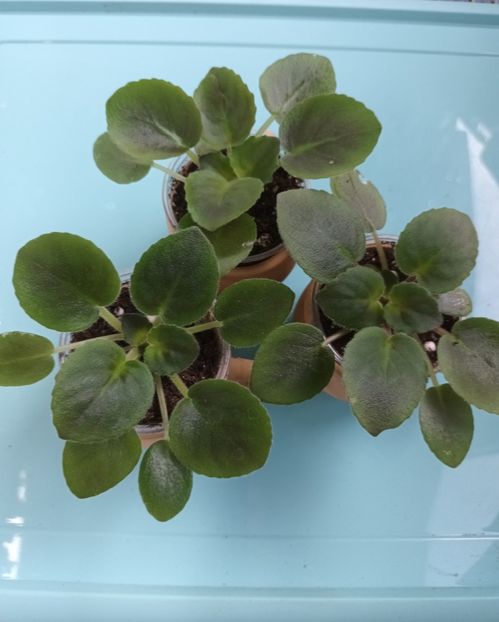  - Chimera Adel din semințe și hibrizii ei